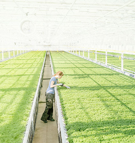 尊龙时凯温室大棚植物灯优势